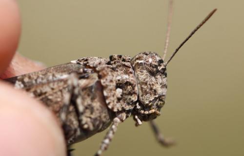 Oedipoda caerulescens caerulescens